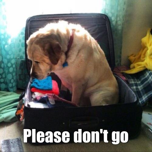 Stay!