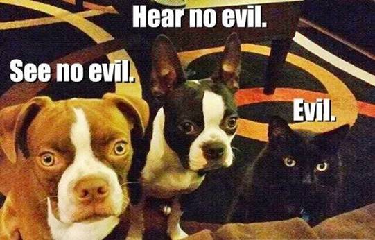 Evil cat lol