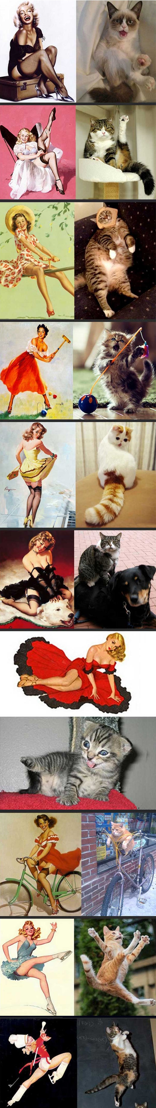 PIN UP...cats.