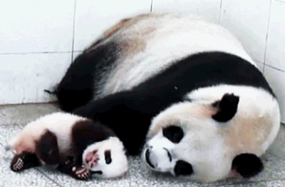 Sweet Dreams, Baby Panda!