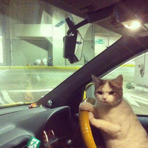 Get in! No time to explain..