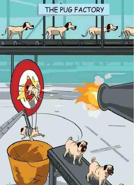 How pugs are made