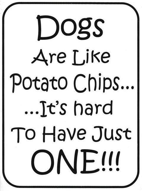 Potato chips
