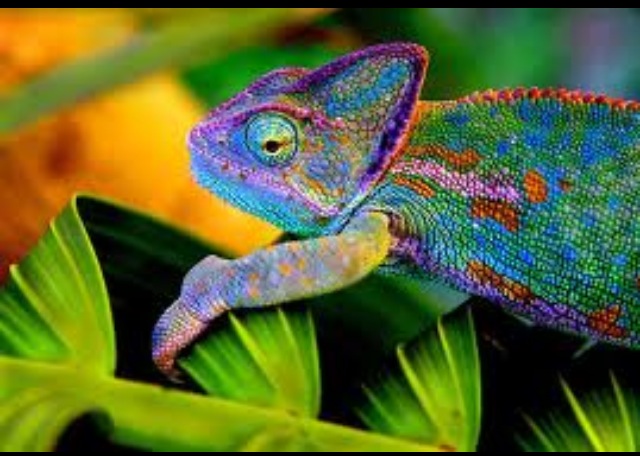 I want one sooo bad
